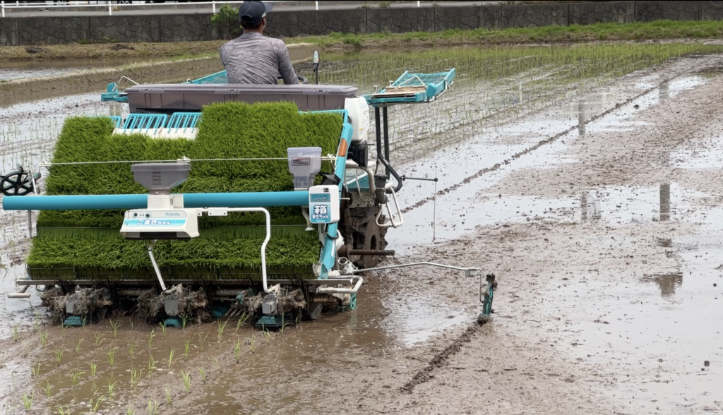 田植えカゴ、280枚 値段は相談で決めます。