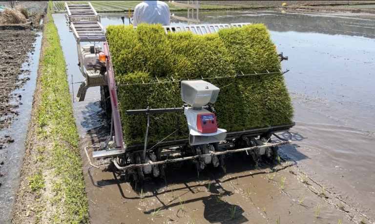 田植えの植えはじめ